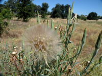 Seedhead Of Yellow Salsify / Oyster Plant