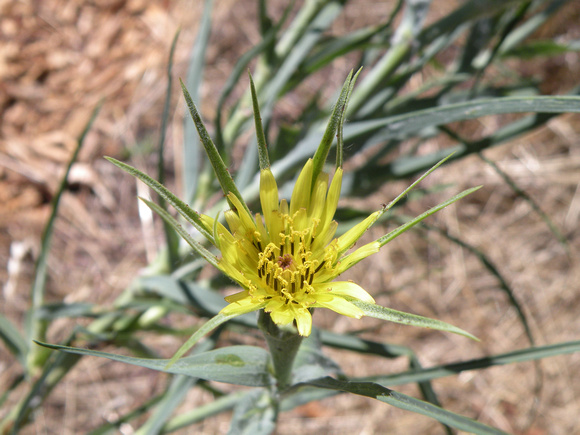 Yellow Salsify / Oyster Plant