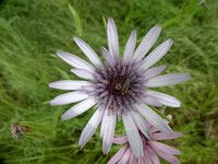 Purple Salsify / Oyster Plant