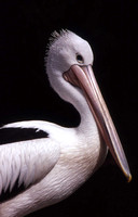 Pelican, Australian