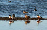 Male & Female Northern Shoveler Ducks