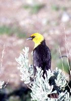 Blackbird, Yellow-headed