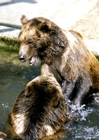 Brown Bears Duking It Out