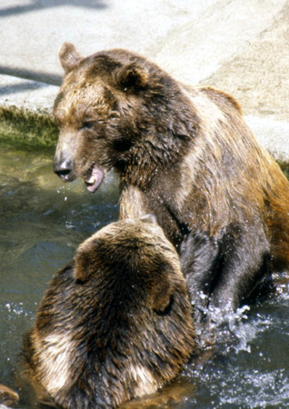Brown Bears Duking It Out