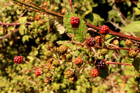 Himalayan Blackberries