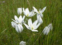 Hyacinth Brodiaea