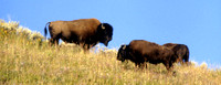 Bull "Tends" Cow Bison