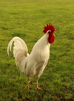 Rooster Chicken Crowing