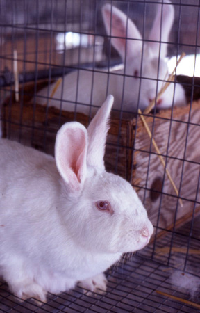 Domestic Albino Rabbits