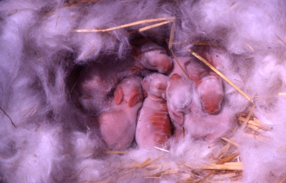 Newborn Rabbits