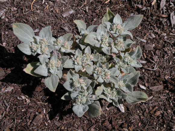 Doveweed Or Turkey Mullein
