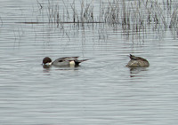 Duck, Pintail