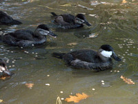 Ruddy Ducks