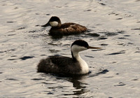 Male Ruddy Duck And Western Grebe