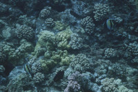 Moorish Idol Coral Reef Fish