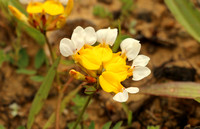 Yellow & White Monkeyflower