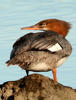 Merganser, Red-breasted