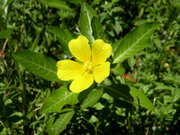 Water Primrose / Yellow Waterweed