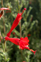 Fuchsia, California
