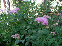 Mountain Spiraea / Dense-flowered Spiraea