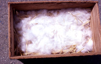 Fur Lined Rabbit Nest
