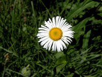 Coulter's Daisy
