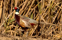 Male Ring-necked Pheasant