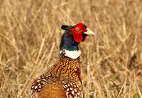 Pheasant, Ring-necked