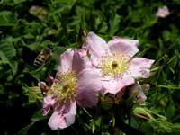 Wild Rose and Honey Bee