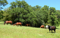 Horses For Working Cattle