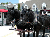 Carriage Horses - Mackinac Island