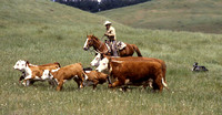 Gathering Cattle On Horseback
