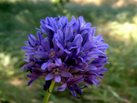 Wild Hyacinth or Roundtooth Ookow