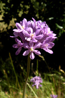 Wild Hyacinth or Roundtooth Ookow