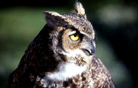 Owl. Great Horned