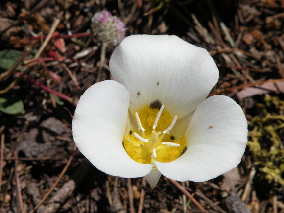Leichtlin's Mariposa Lily