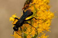 Great Black Wasp (?)