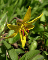 Lily, Yellow Trout / Adder's Tongue Lily