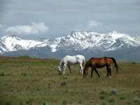 Grazing Horses And Ruby Mts.