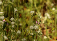 Cottonweed, Slender