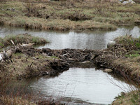 Beaver Dam