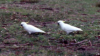 Sulfur-crested Cockatoos