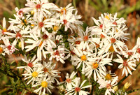 Aster, Flat-topped