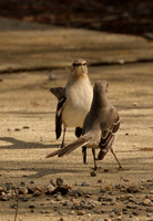 Two Mockingbirds Squaring Off