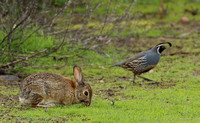 Western Cottontail Rabbit And California Valley Quail
