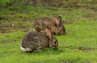 Western Cottontail Rabbits