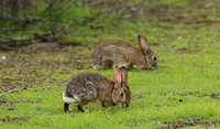 Western Cottontail Rabbits