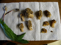 Leeks And Morel Mushrooms