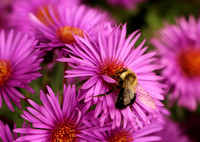 New England Aster And Bumblebee