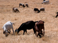 Goats Used For Fire Control